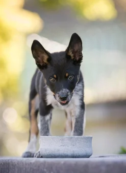 Ciotola per animali fatta a mano Rocky, varie misure