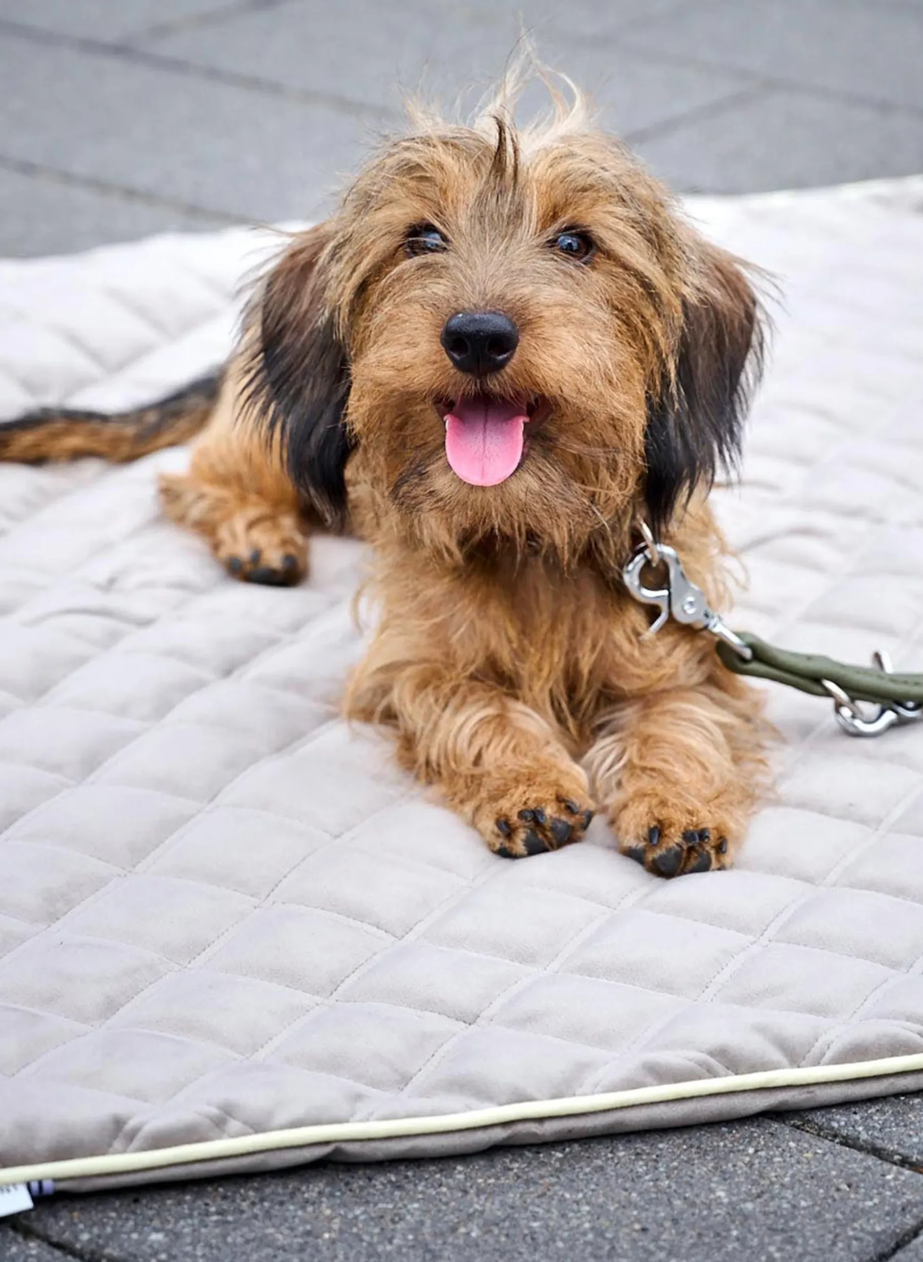 Coperta per animali trapuntata Oxford, varie misure