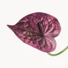 Fiore artificiale Anthurium
