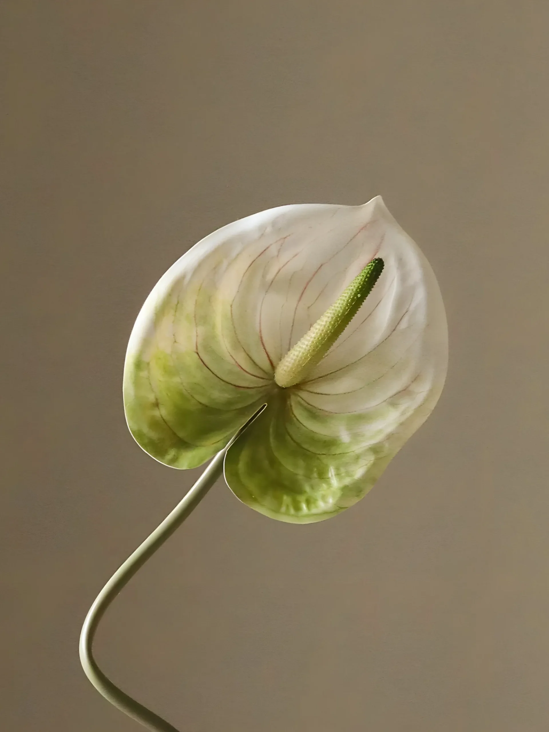 Fiore artificiale Anthurium