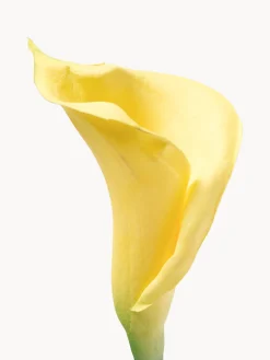 Fiore artificiale Calla Lily