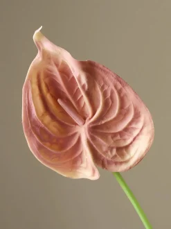 Fiore artificiale Small Anthurium
