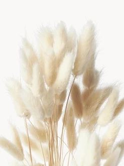 Fiori secchi Lagurus