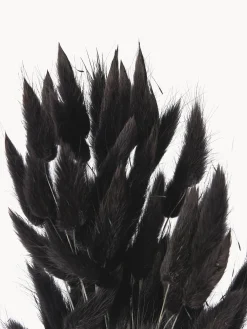 Fiori secchi Lagurus