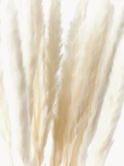 Fiori secchi Pampas
