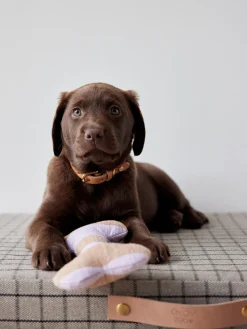 Giocattolo per cani a forma di osso Ashi, varie misure