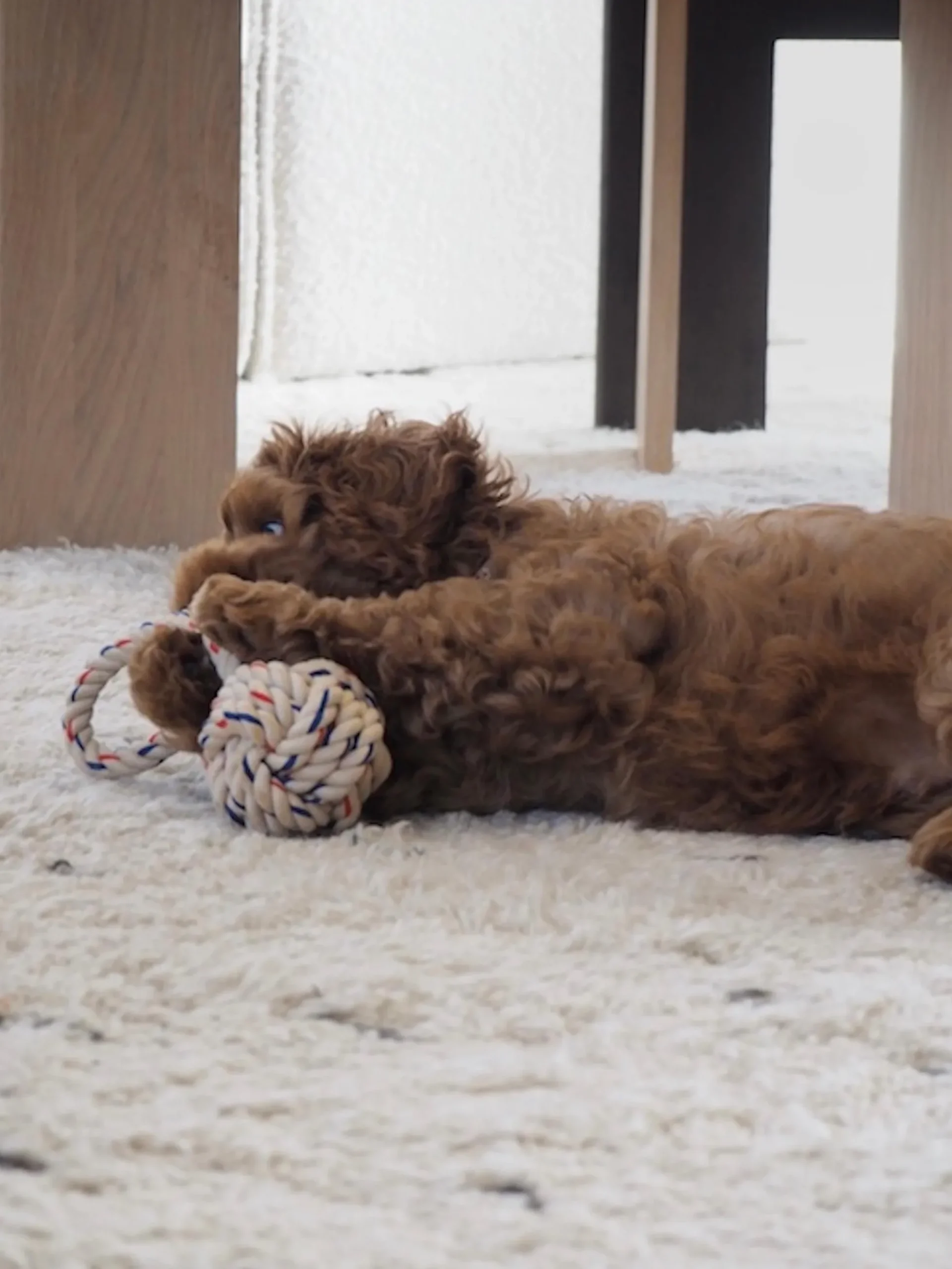 Giocattolo per cani Otto