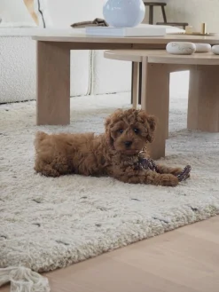 Giocattolo per cani Otto