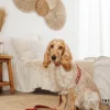 Guinzaglio per cani fatto a mano Peruvian Arrow