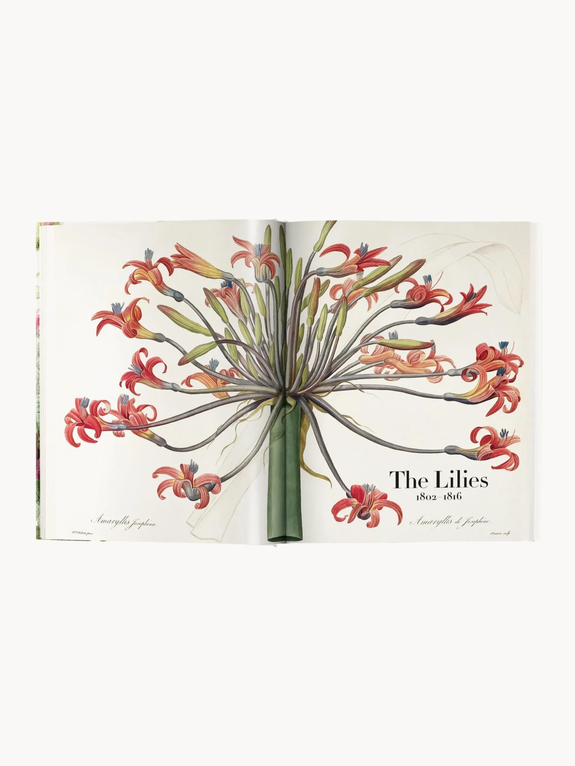 Libro illustrato Book of Flowers