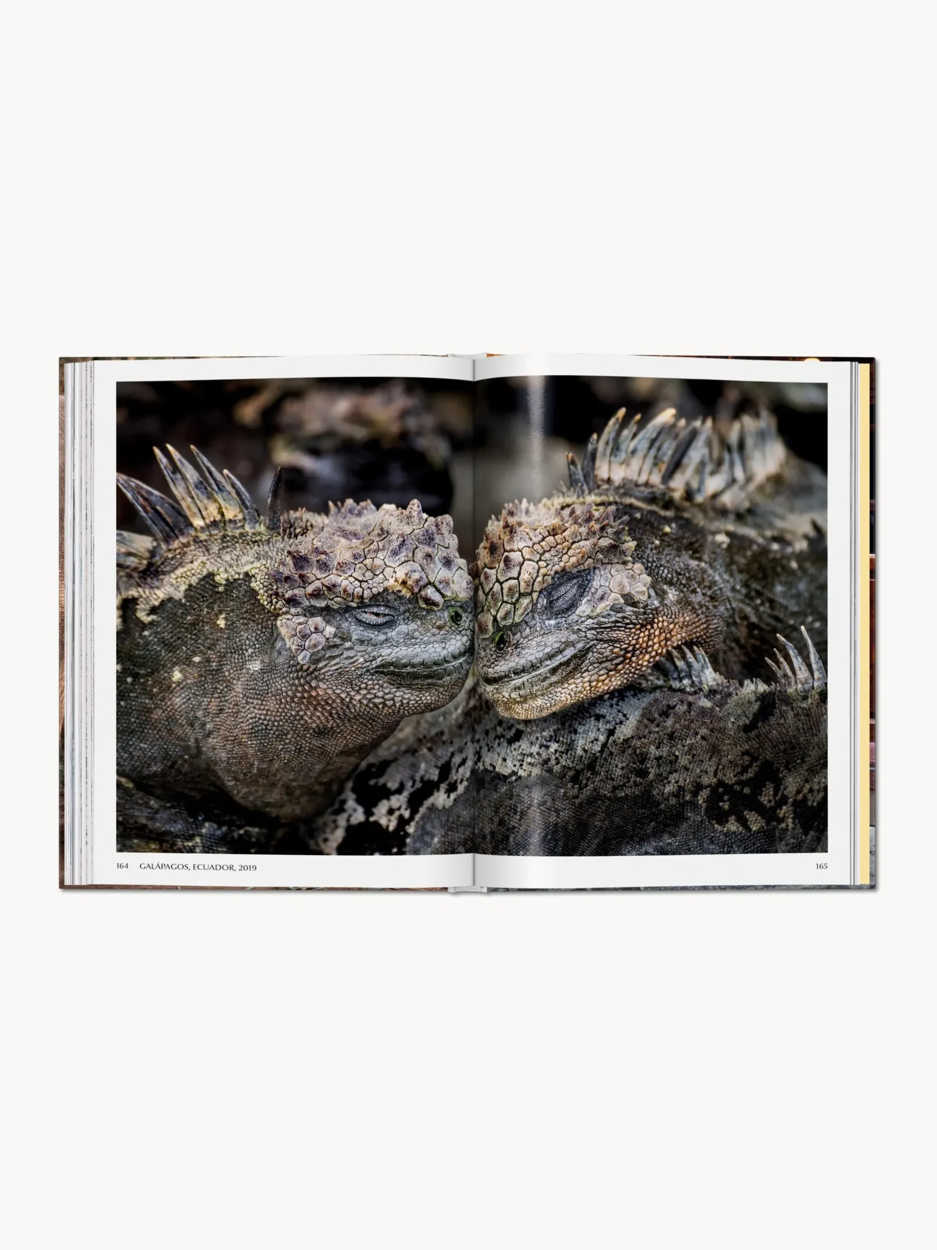 Libro illustrato Steve McCurry. Animals