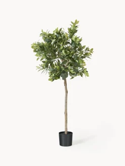 Pianta artificiale Money Tree