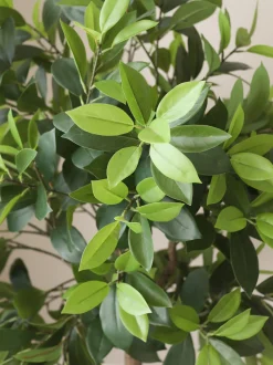 Pianta artificiale Money Tree
