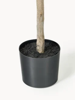 Pianta artificiale Money Tree