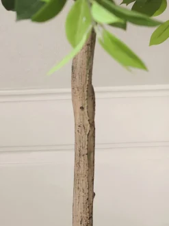 Pianta artificiale Money Tree
