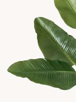Pianta artificiale Traveller Palm