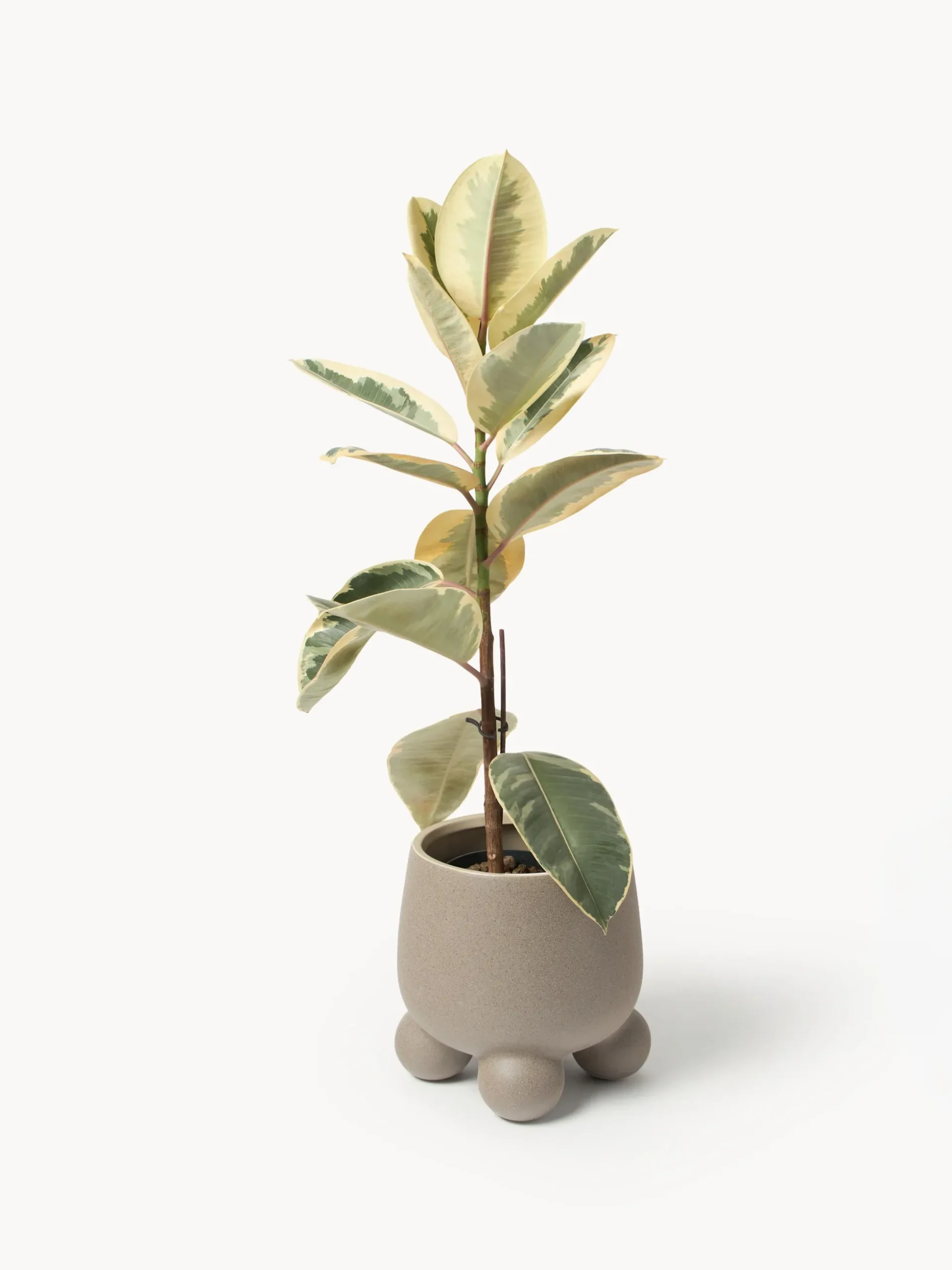 Portavaso Olea, alt. 26 cm