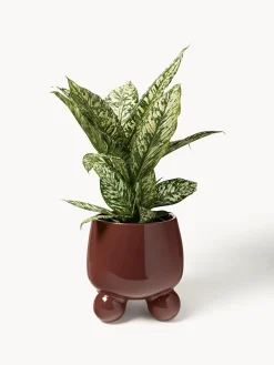 Portavaso grande Olea, alt. 32 cm