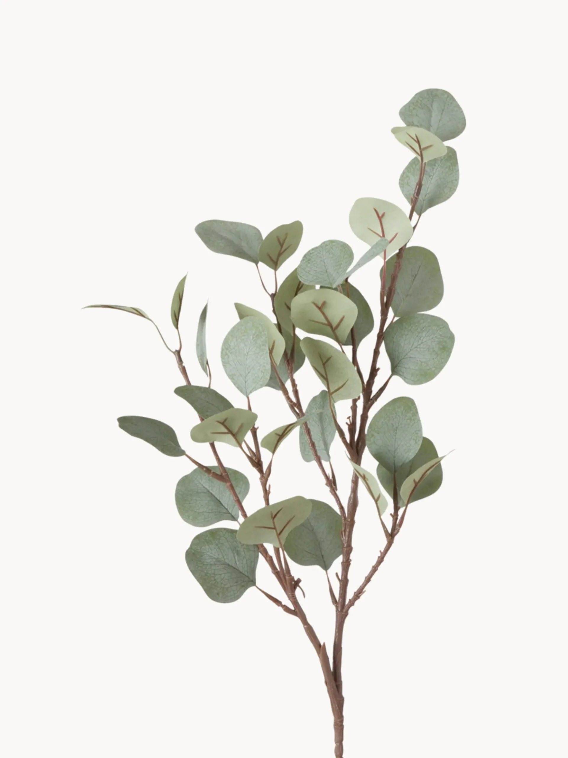 Ramo decorativo Eukalyptus
