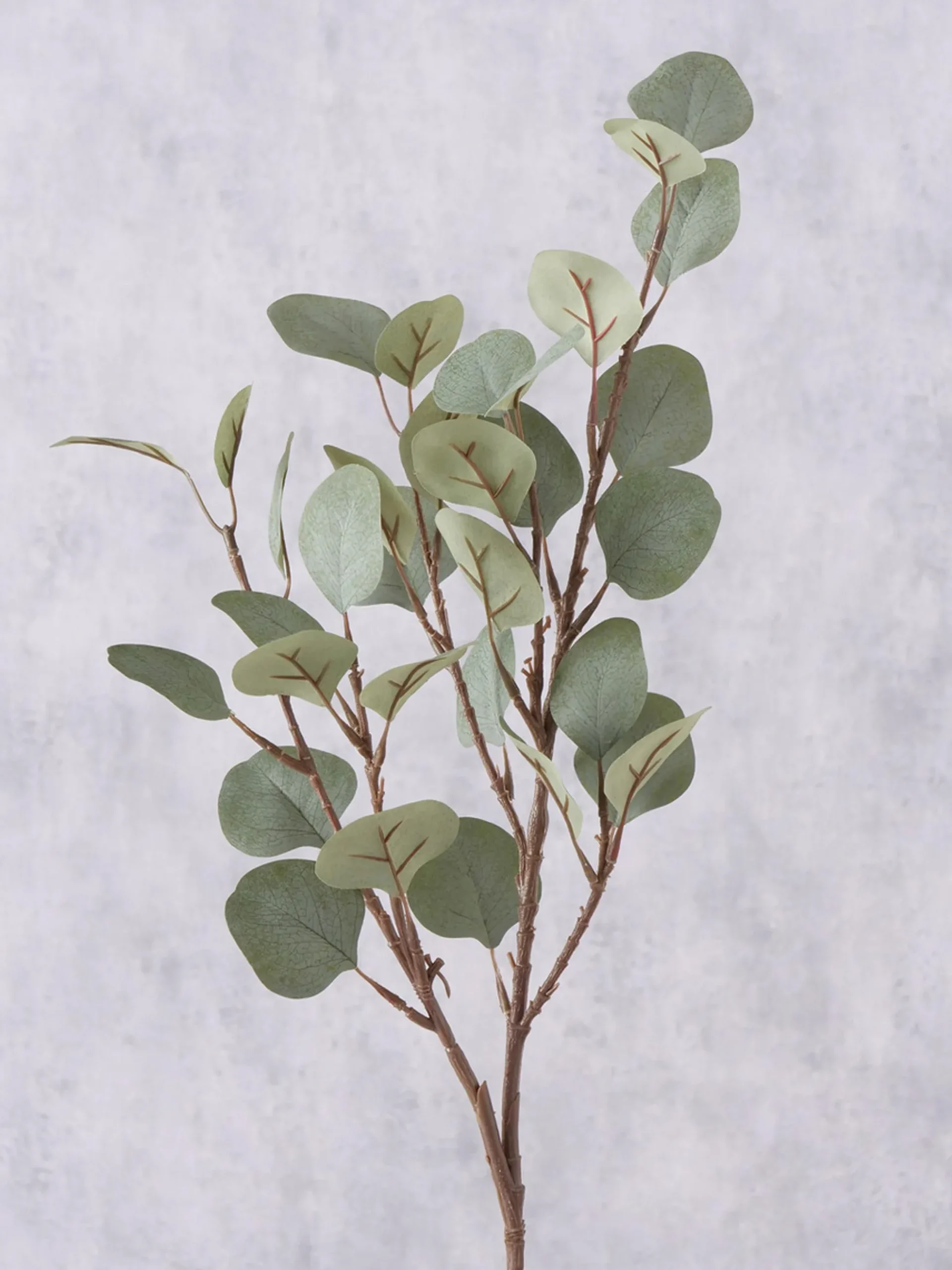 Ramo decorativo Eukalyptus