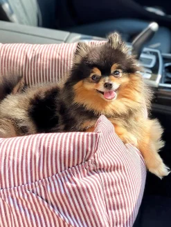 Seggiolino auto per animali domestici con cintura di sicurezza Premium, varie misure
