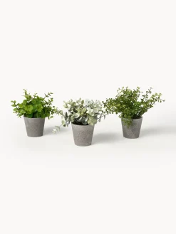 Set 3 piante artificiali in vaso Timothy